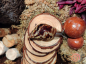 Preview: Lissachatina Reticulata Wild